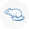 Rat Control Kensington